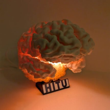 Brain Lamp – Accurate Life-Size LED | Anatomical Eco Decor