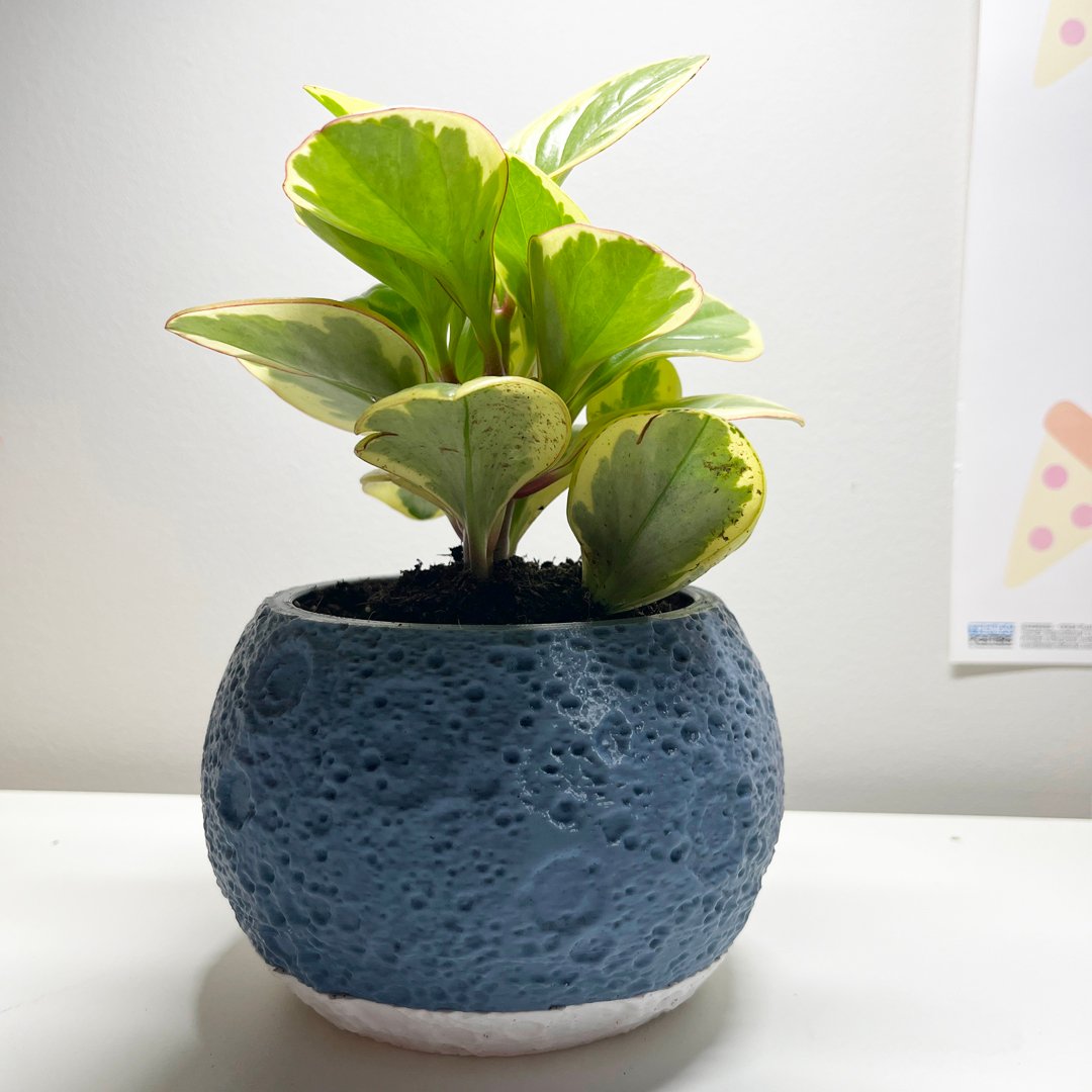 Moon plant pot_APT036_5